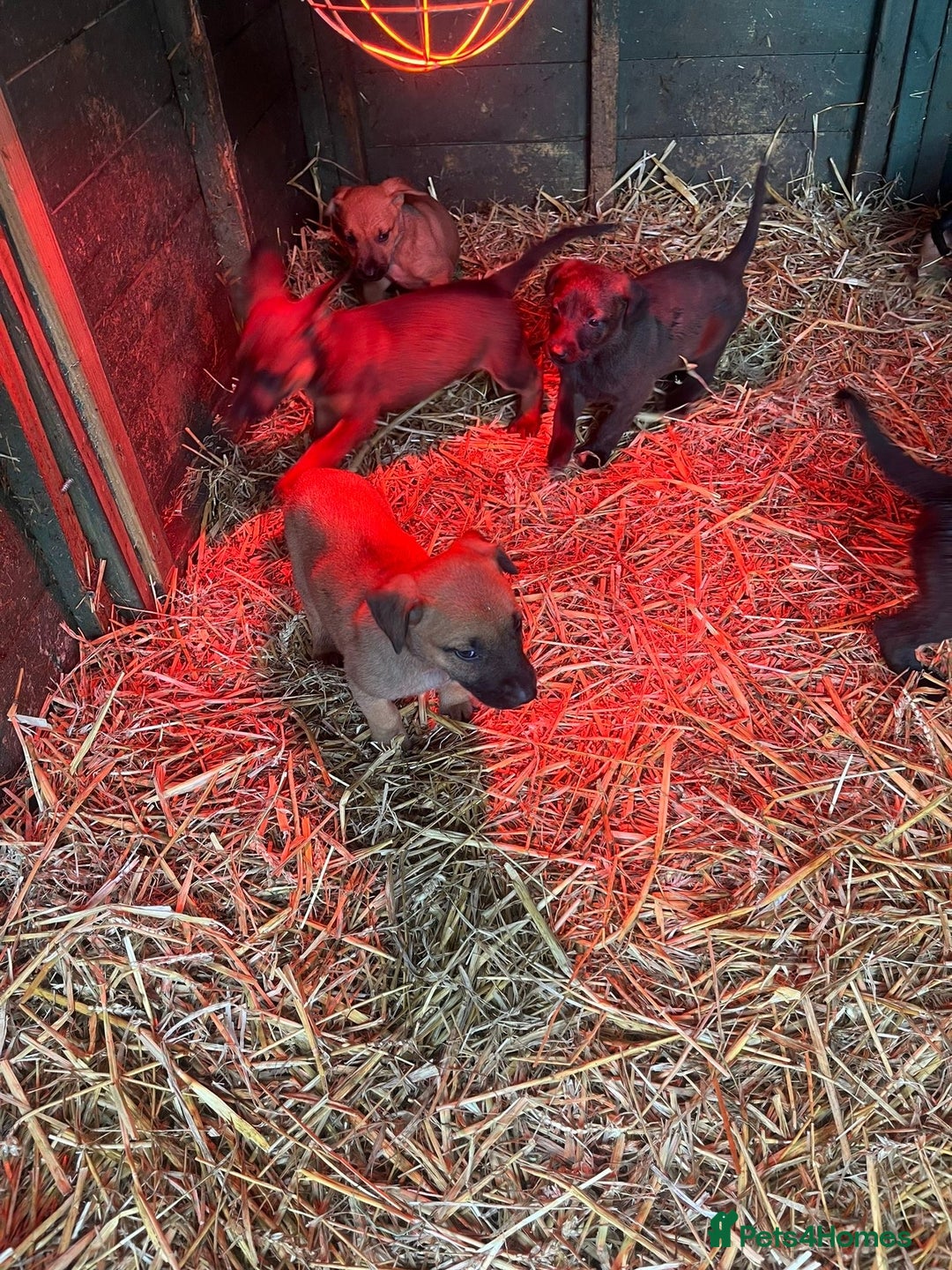 Belgian Shepherd Dog dogs for sale: Litter  - Image 6