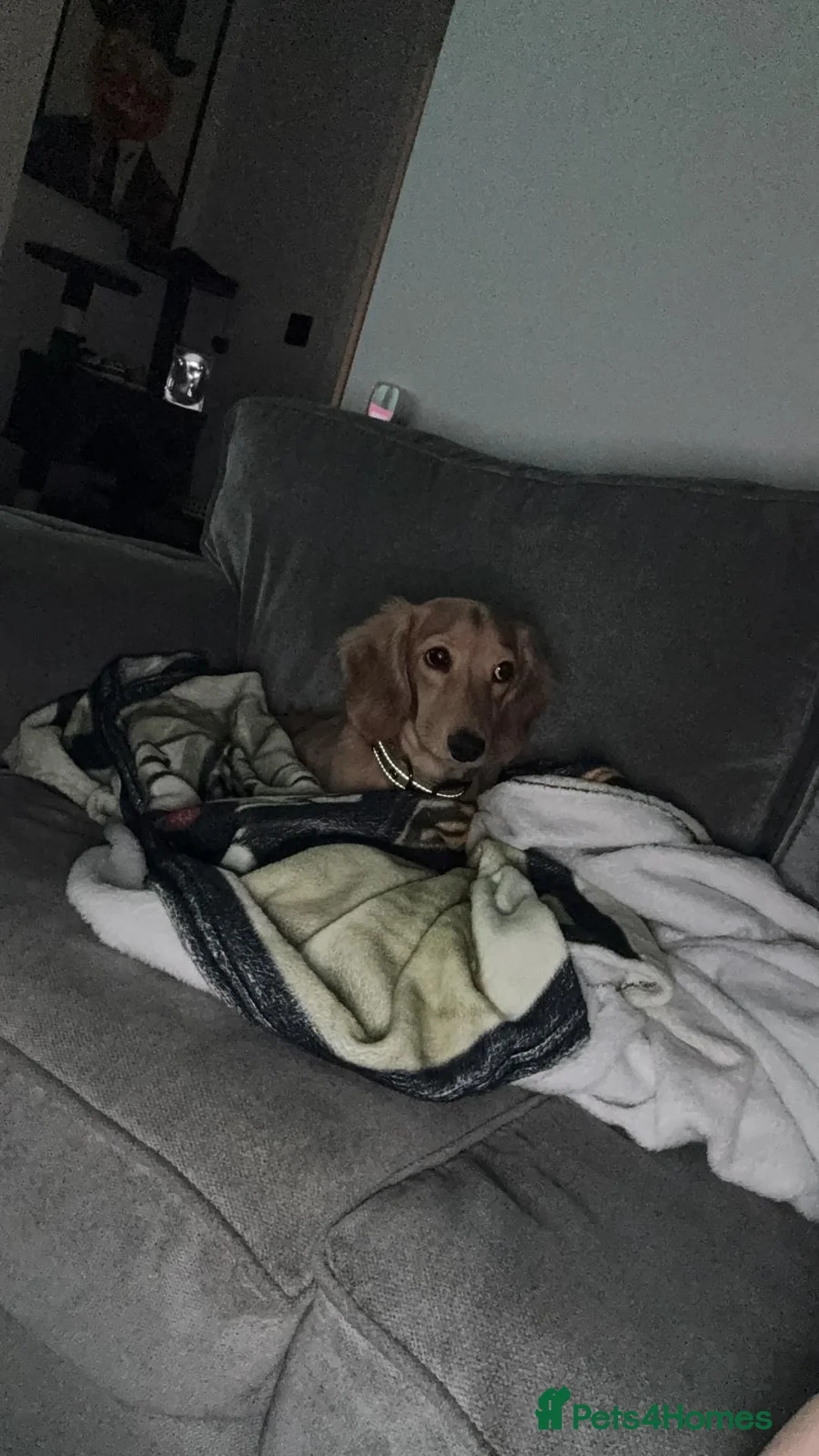 Miniature Dachshund dogs for sale: KC Registered Minature Long Haired Shaded Cream - Advert 5