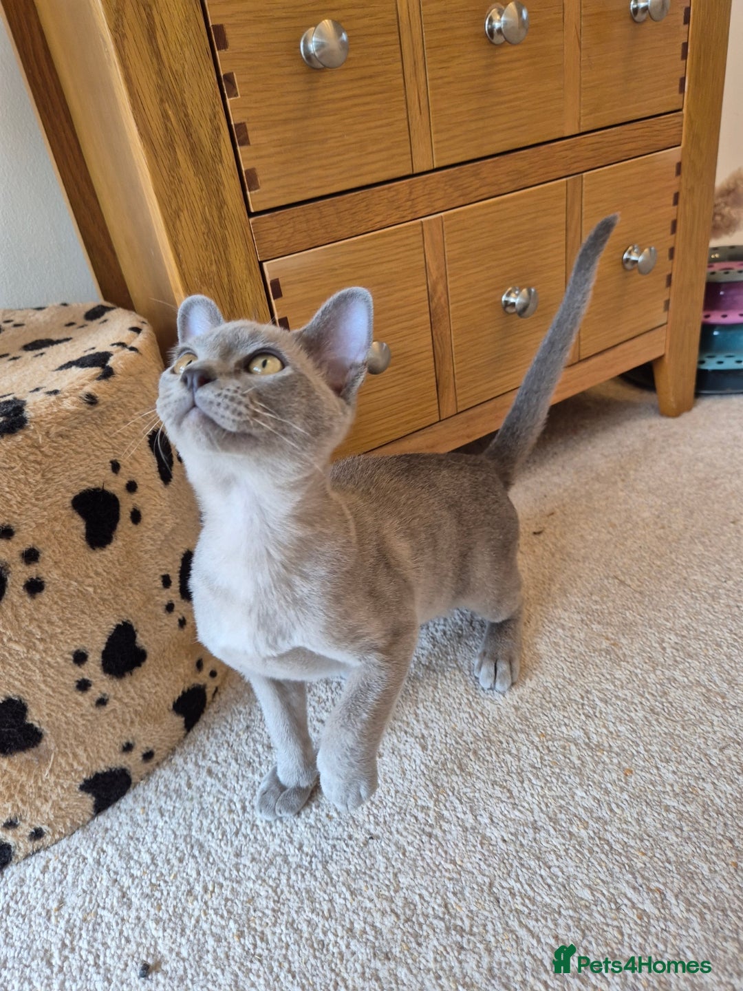 Burmese cats for sale: Gorgeous Pedigree Blue Male Burmese Kitten - Image 12