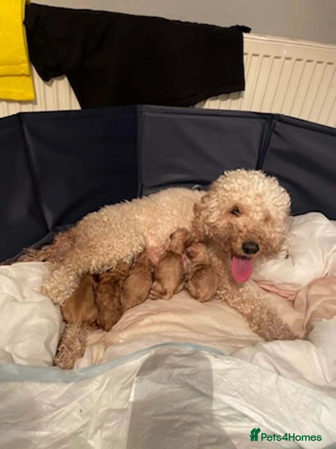 Cockapoo dogs for stud: Lovely proven F1 cockapoo for stud -Health Checked in Lanark - Advert 7