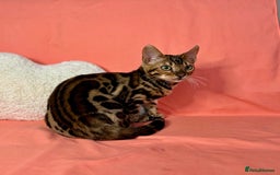 Bengal cats for sale: 🐾Purebred BENGAL Kittens🐾  - Image 8
