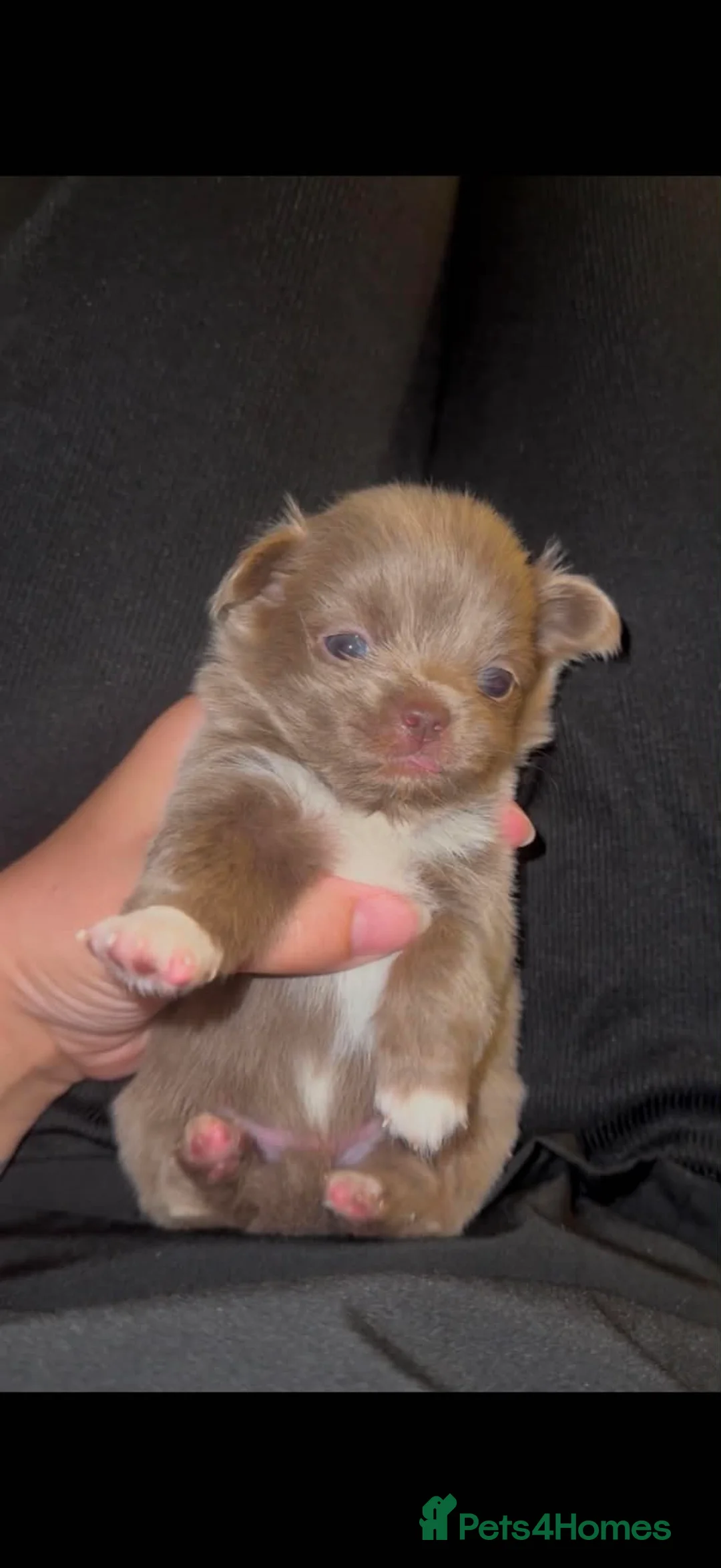 Chihuahua dogs for sale: Outstanding Russian line chihuahuas  - Advert 28
