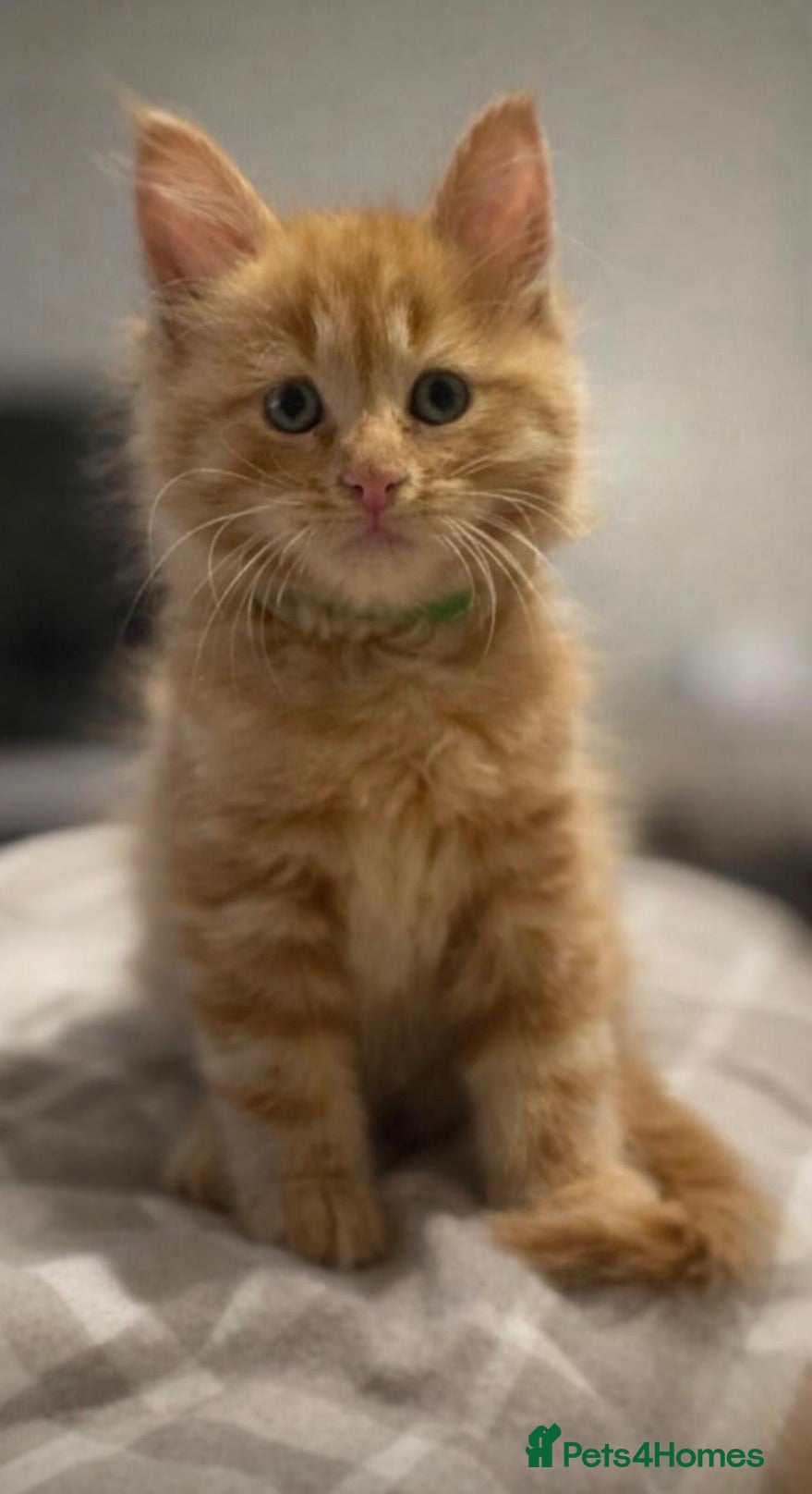 Maine Coon cats Maincoon kittens  - Advert 6