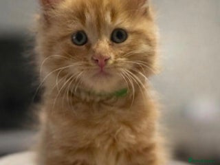 Maine Coon cats Maincoon kittens - Advert 6