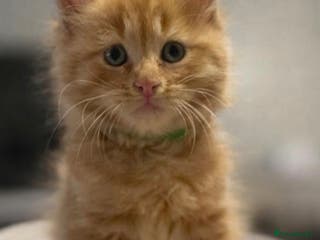 Maine Coon cats Maincoon kittens - Advert 8