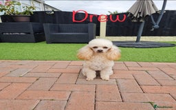 Poodle dogs for stud: KC REG EXTENSIVELY HEALTH TESTED POODLE STUD in Hoddesdon - Image 8