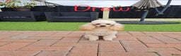 Poodle dogs for stud: KC REG EXTENSIVELY HEALTH TESTED POODLE STUD in Hoddesdon - Advert 8