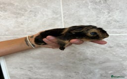 Guinea Pig rodents for sale: Beautiful Otter colour full peruvian& 3 PEWs   - Advert 2