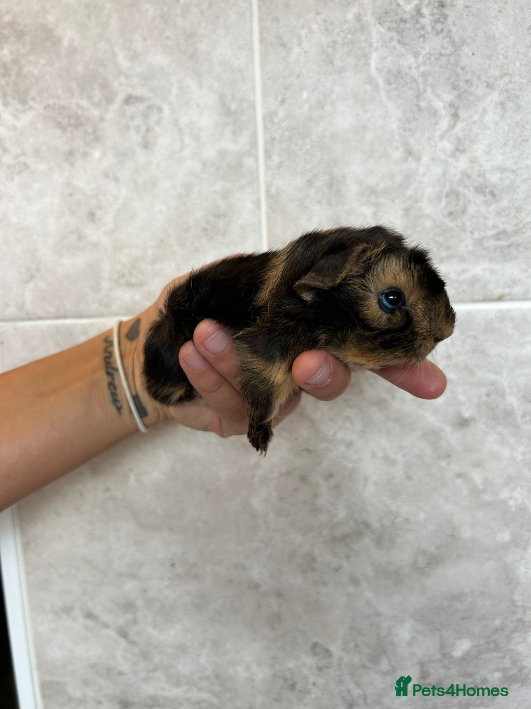 Guinea Pig rodents for sale: Beautiful Otter colour full peruvian& 3 PEWs   - Advert 2