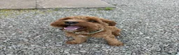 Cavapoo dogs for sale: Beautiful Cavapoo – Looking for a Loving Home - Advert 2