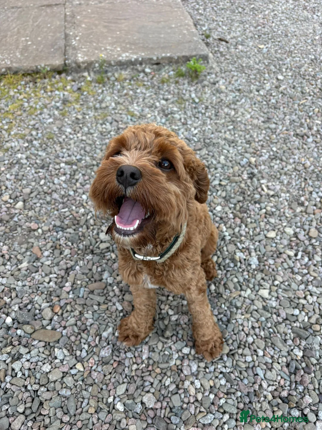 Cavapoo dogs for sale: Beautiful Cavapoo – Looking for a Loving Home - Advert 2