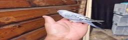 Budgerigars birds for sale: Super silly hand tamed baby budgies  - Advert 16