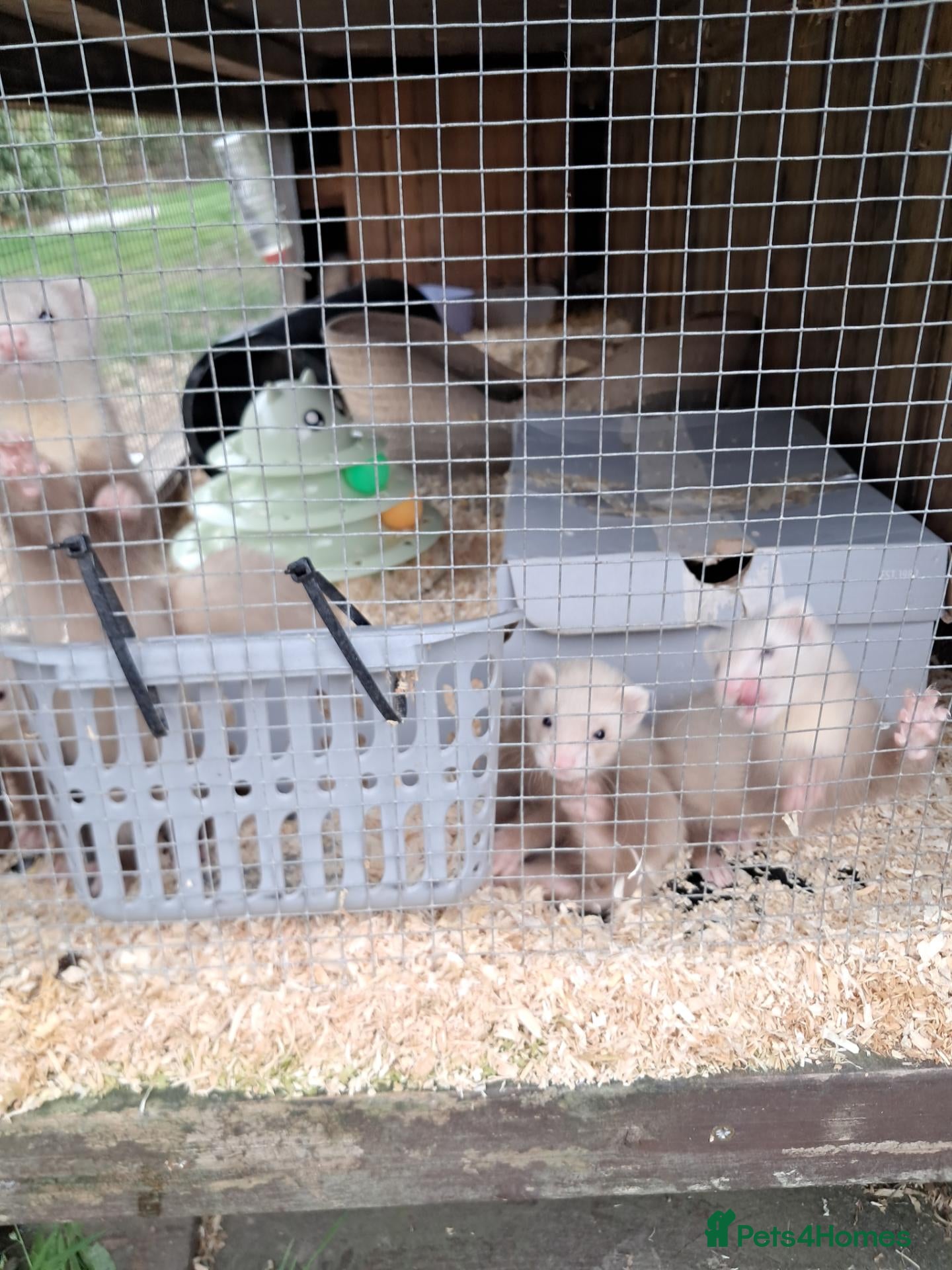 Ferret rodents Ferret - Advert 2