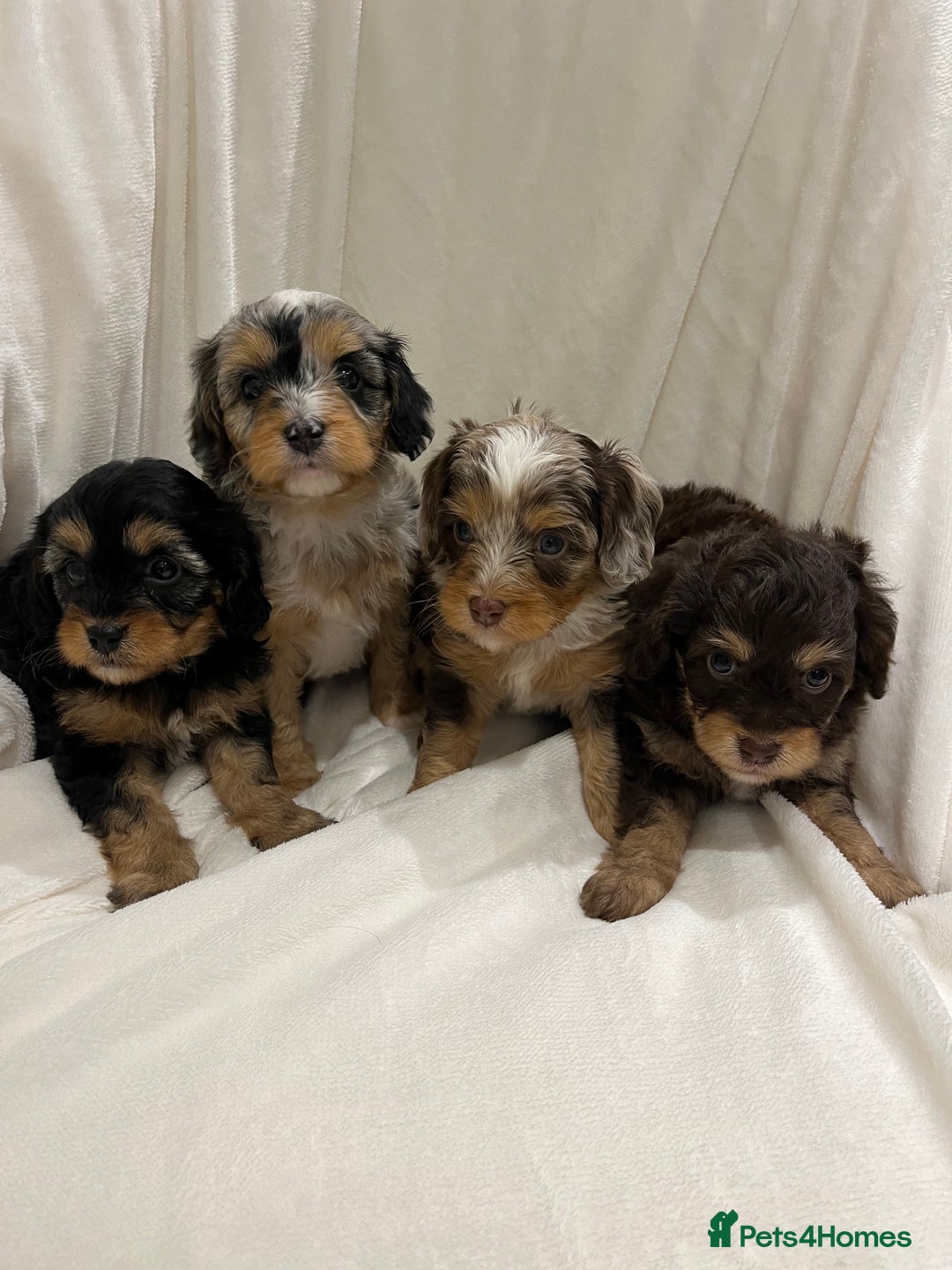 Cavapoo dogs for sale: Rare extensively health tested chocolate cavapoos - Advert 1