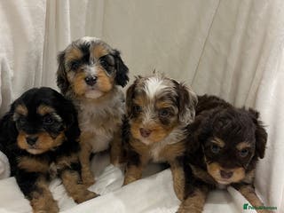 Cavapoo dogs Rare extensively health tested chocolate cavapoos - Advert 13