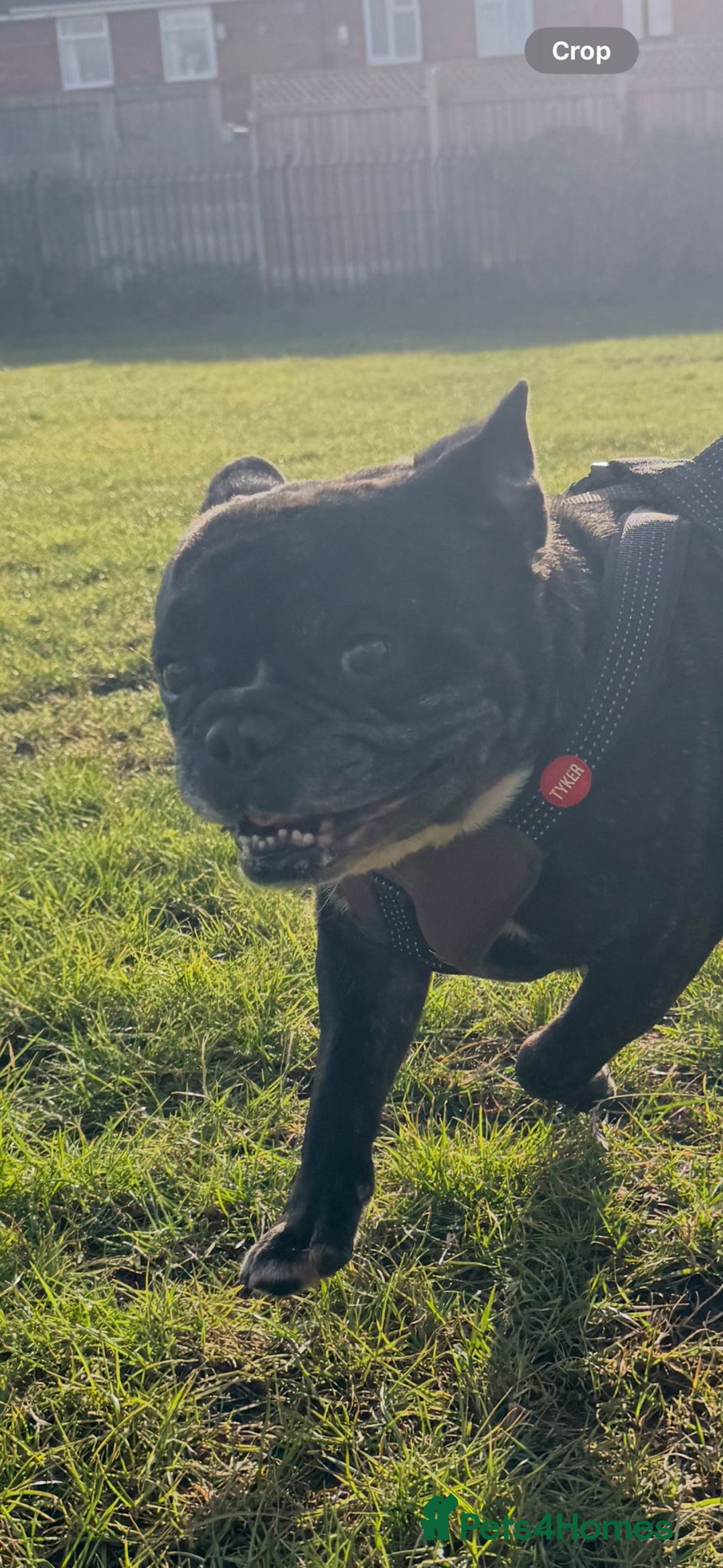 French Bulldog dogs for sale: 2 Adult French bulldogs and 4 Puppies  - Image 16
