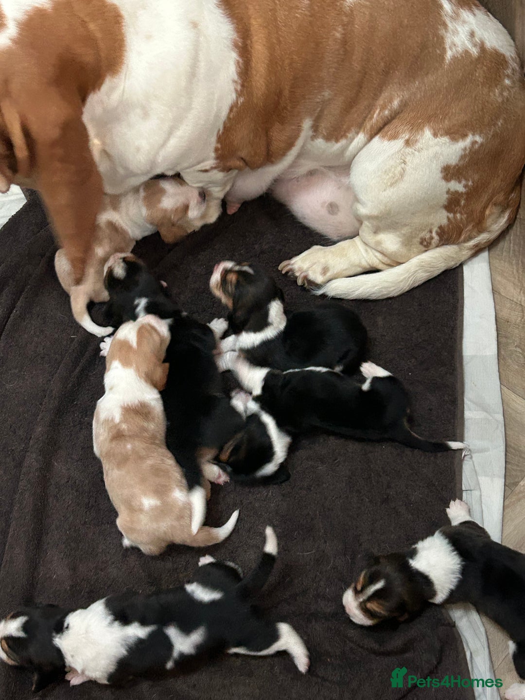 Basset Hound dogs for sale: Basset hound puppies for sale!! KC reg. - Image 6