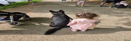 German Shepherd dogs for sale: Female german shepherd  - Advert 6