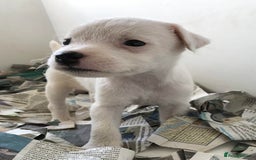 Jack Russell dogs for sale: Intellectual Jack Russell Terrier pups  - Image 3