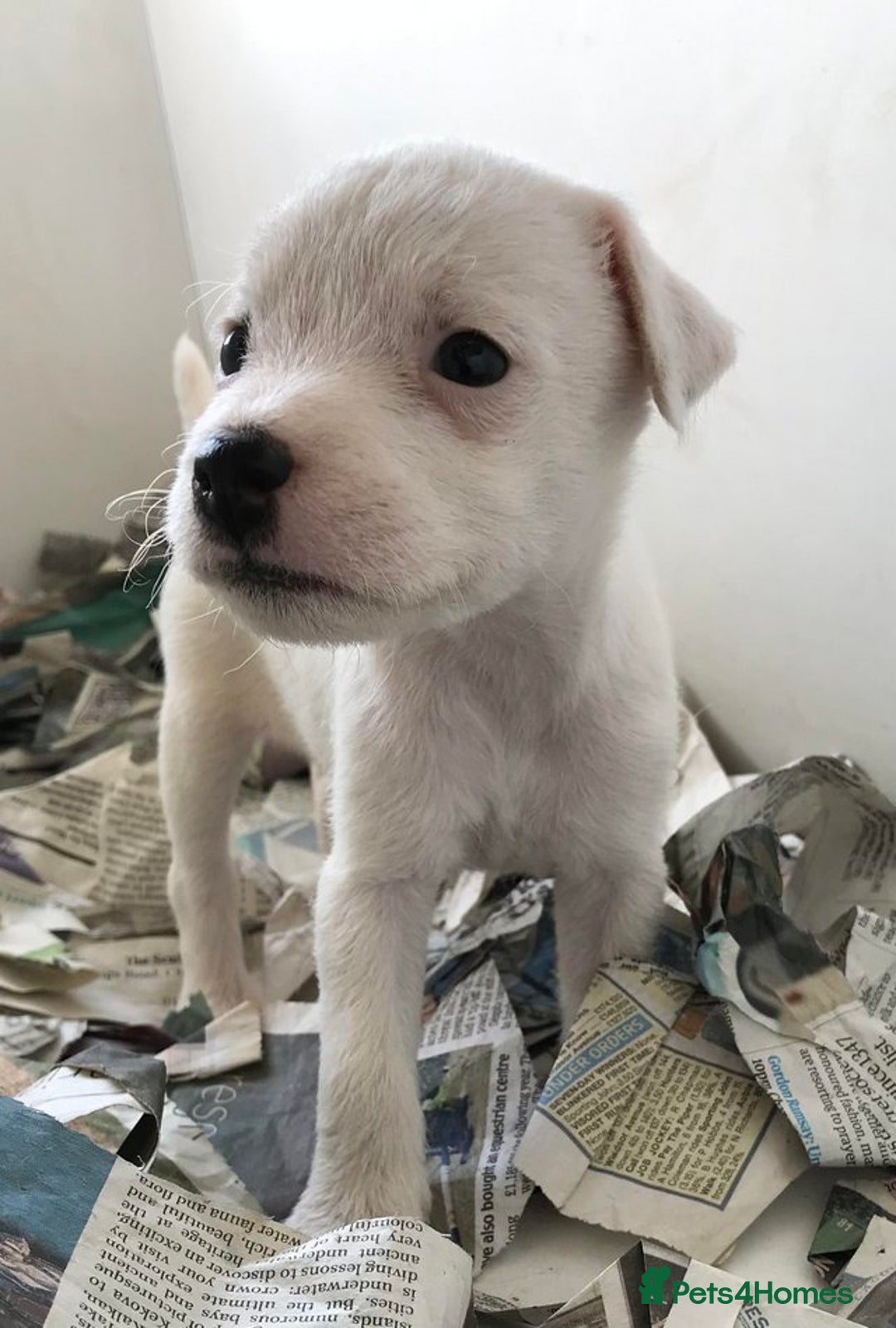 Jack Russell dogs for sale: Intellectual Jack Russell Terrier pups  - Image 3