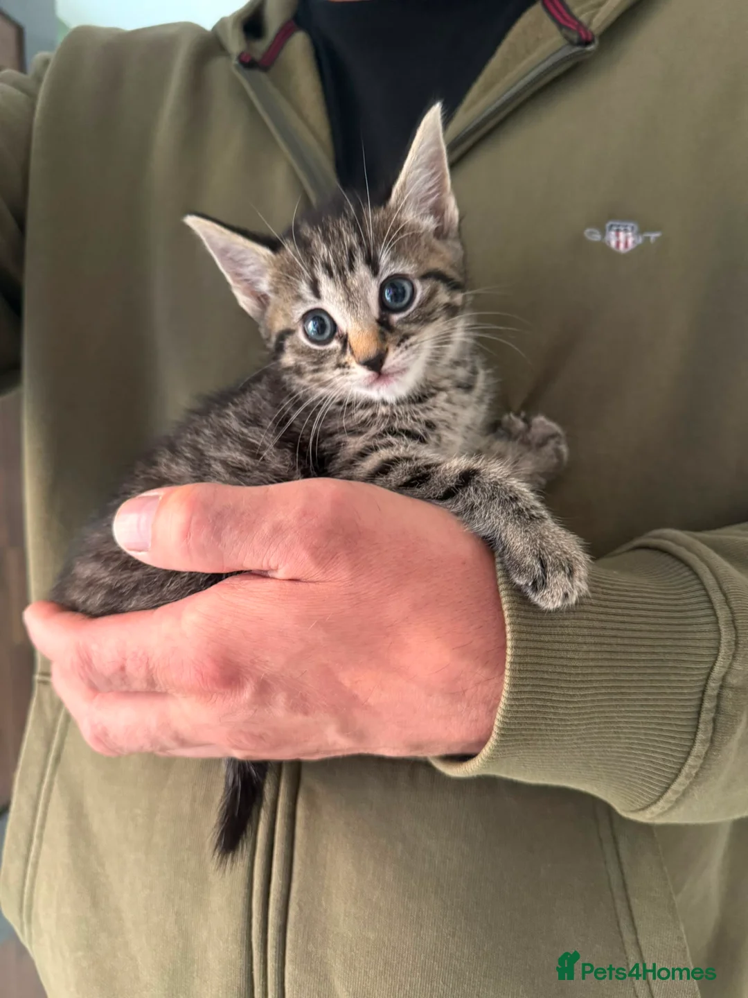 Mixed Breed cats for sale: Half ragdoll half silver bengal  - Advert 1