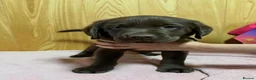 Labrador Retriever dogs for sale: Labrador puppy's  - Advert 9