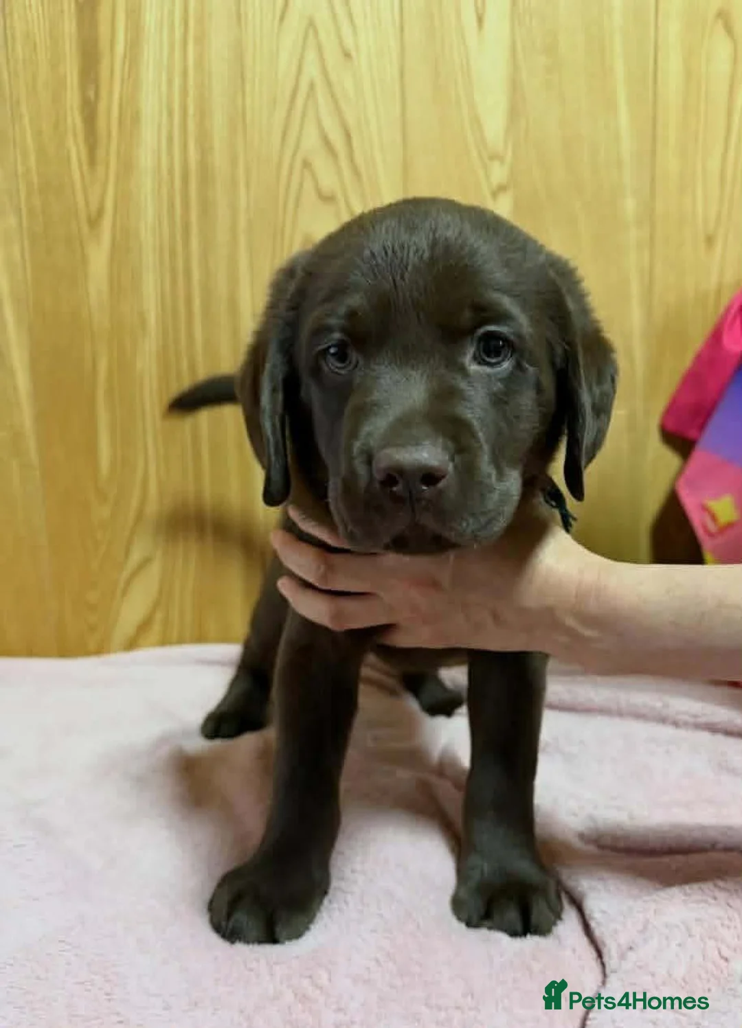Labrador Retriever dogs for sale: Labrador puppy's  - Advert 9