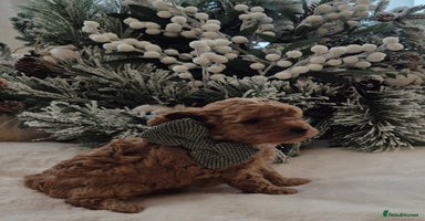 Toy Poodle dogs KC REG HEALTH TESTED TOY POODLE  - Advert 14