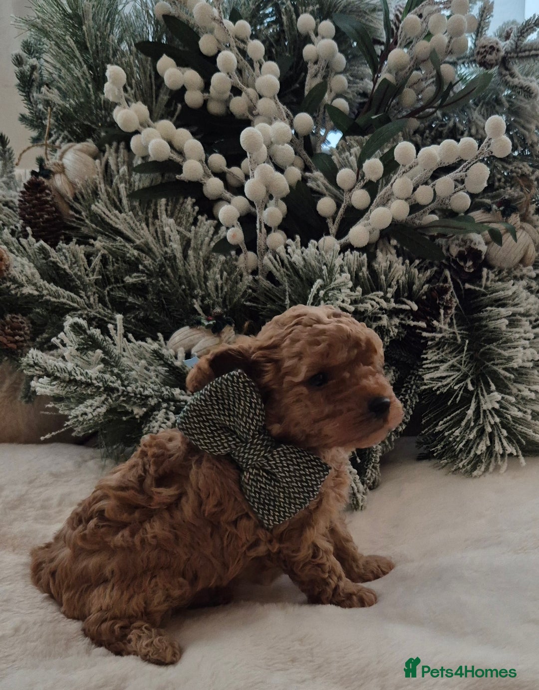 Toy Poodle dogs for sale: KC REG HEALTH TESTED TOY POODLE  - Advert 3