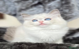 Ragdoll cats for sale: Beautiful Ragdoll girls - ready to reserve now! - Image 15