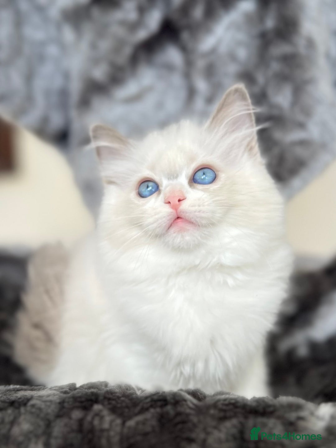 Ragdoll cats for sale: Beautiful Ragdoll girls - ready to reserve now! - Image 15