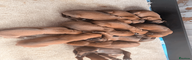 Rhodesian Ridgeback Puppy 3