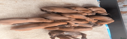 Rhodesian Ridgeback dogs for sale: Rhodesian Ridgeback Puppies EU Pedigree - Advert 2