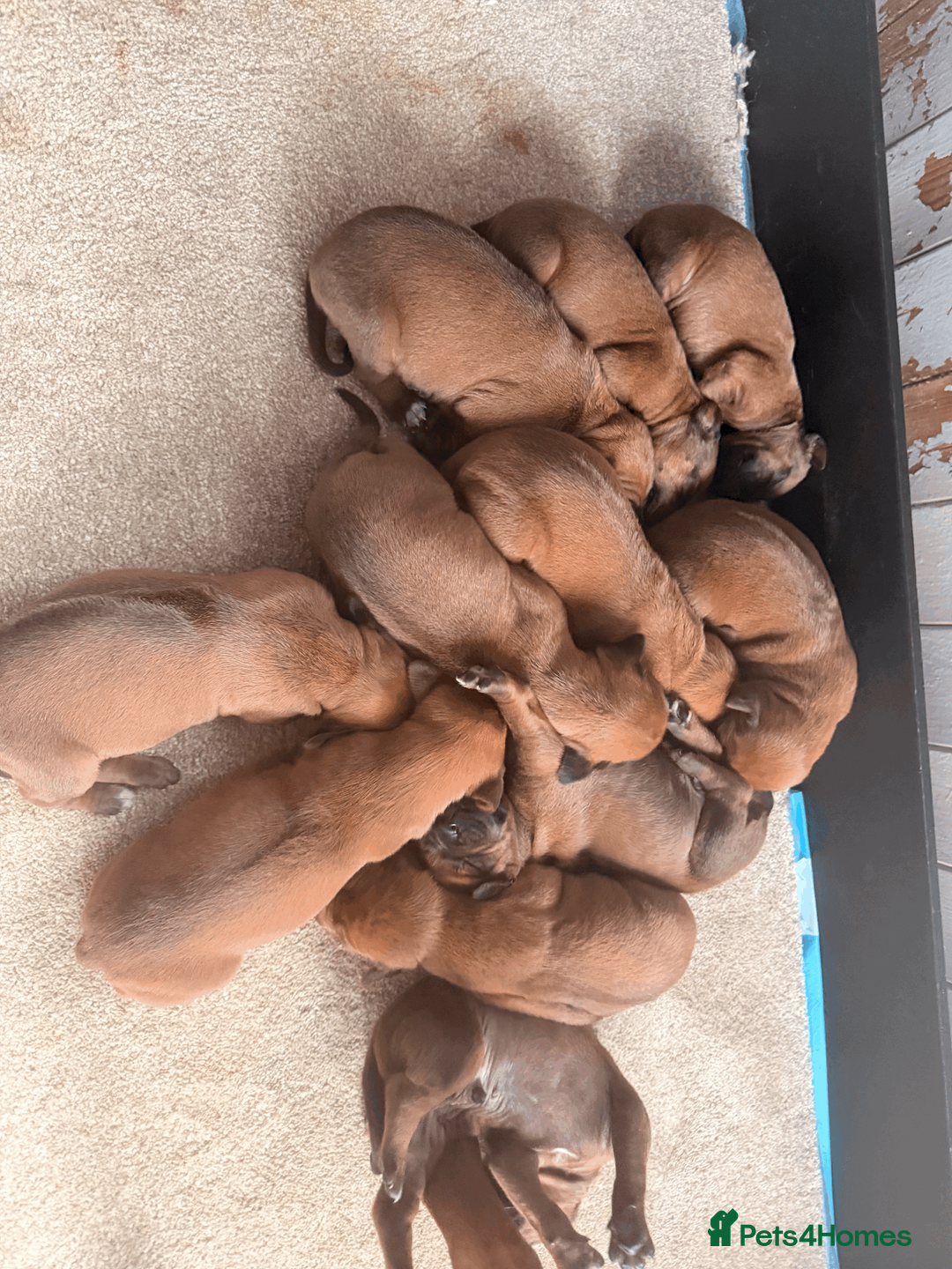 Rhodesian Ridgeback dogs for sale: Rhodesian Ridgeback Puppies EU Pedigree - Advert 2