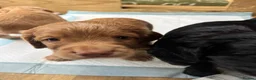 Cocker Spaniel dogs for sale: Working cocker spaniel puppies  - Advert 5