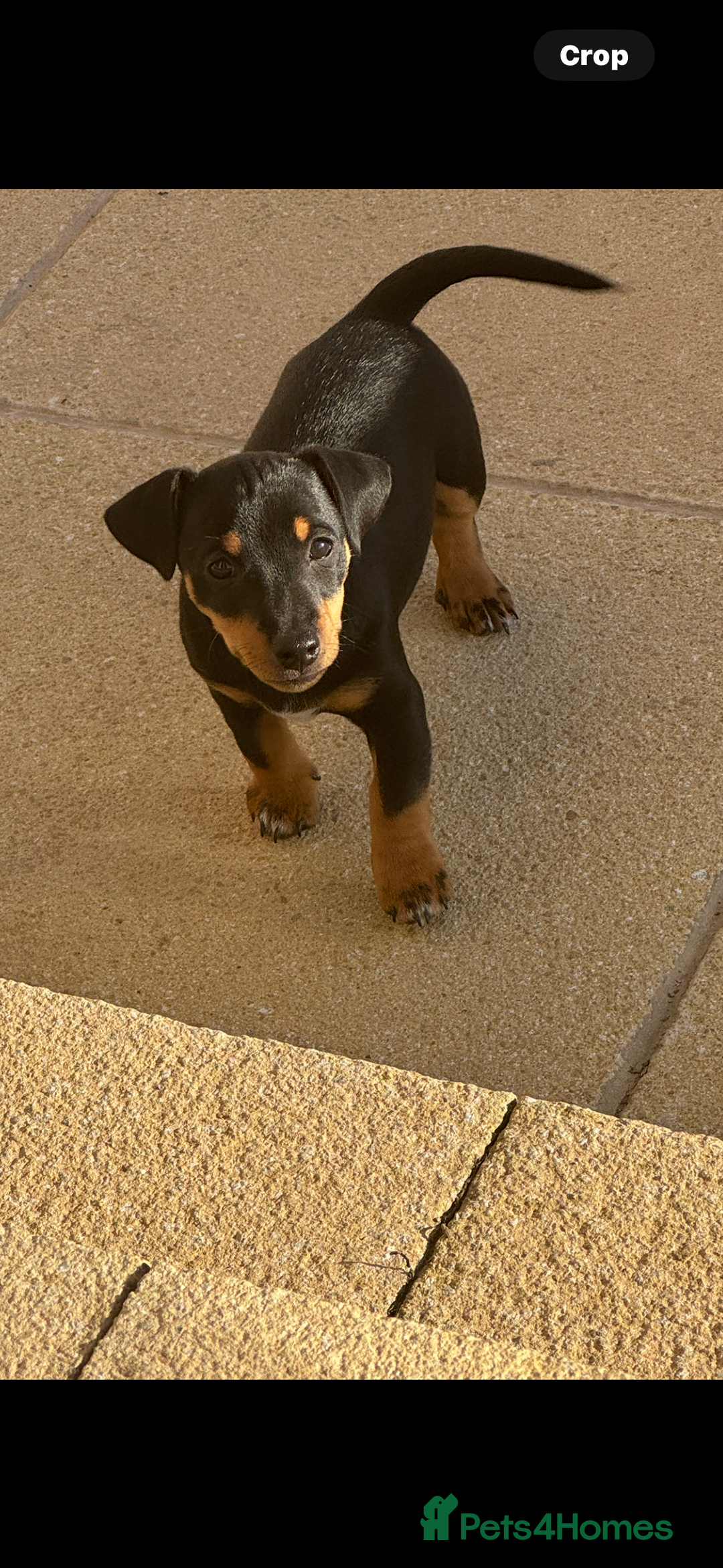 Jack Russell dogs for sale: Male Jack Russell pup  - Image 2