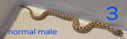 Snake reptiles for sale: Western hognoses babies - Advert 8