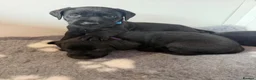 Labrador Retriever dogs for sale: Black Labrador pups boys and girls - Advert 7
