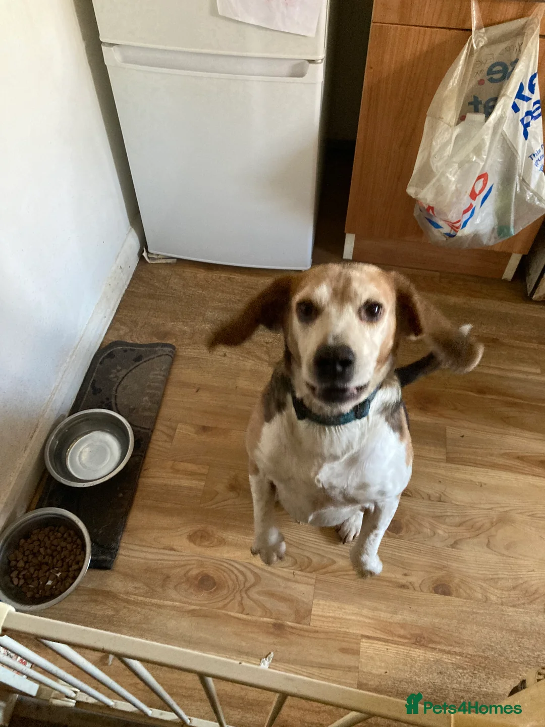 Foxhound dogs for sale: This is copper  - Advert 3