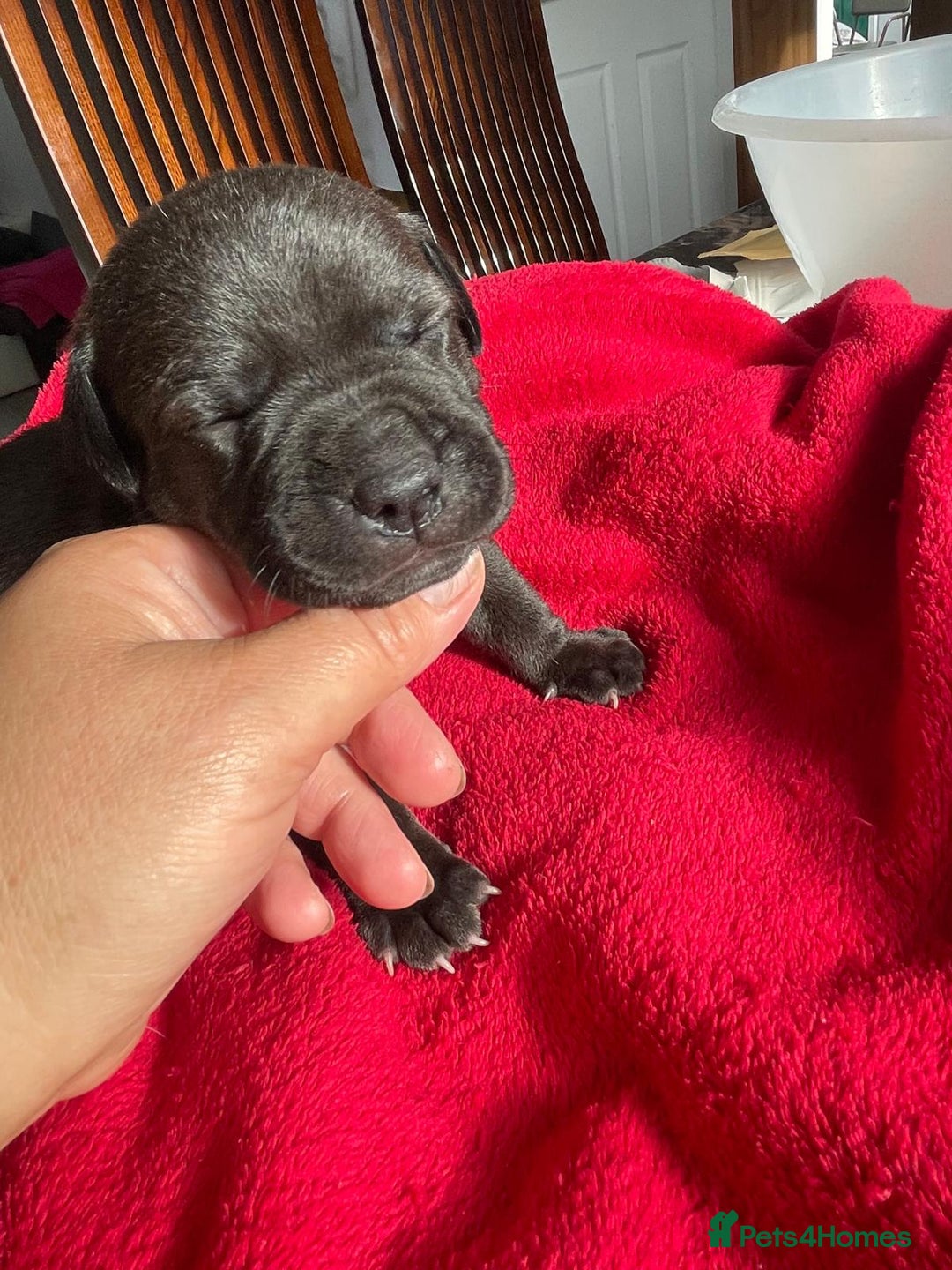 Staffordshire Bull Terrier dogs for sale: Mariusz  - Image 7