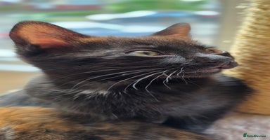 Mixed Breed cats - Advert 6