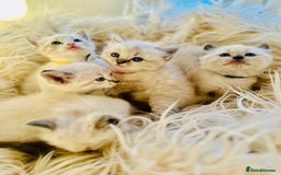 Ragdoll cats for sale: Ragdoll kittens for sale - Image 12