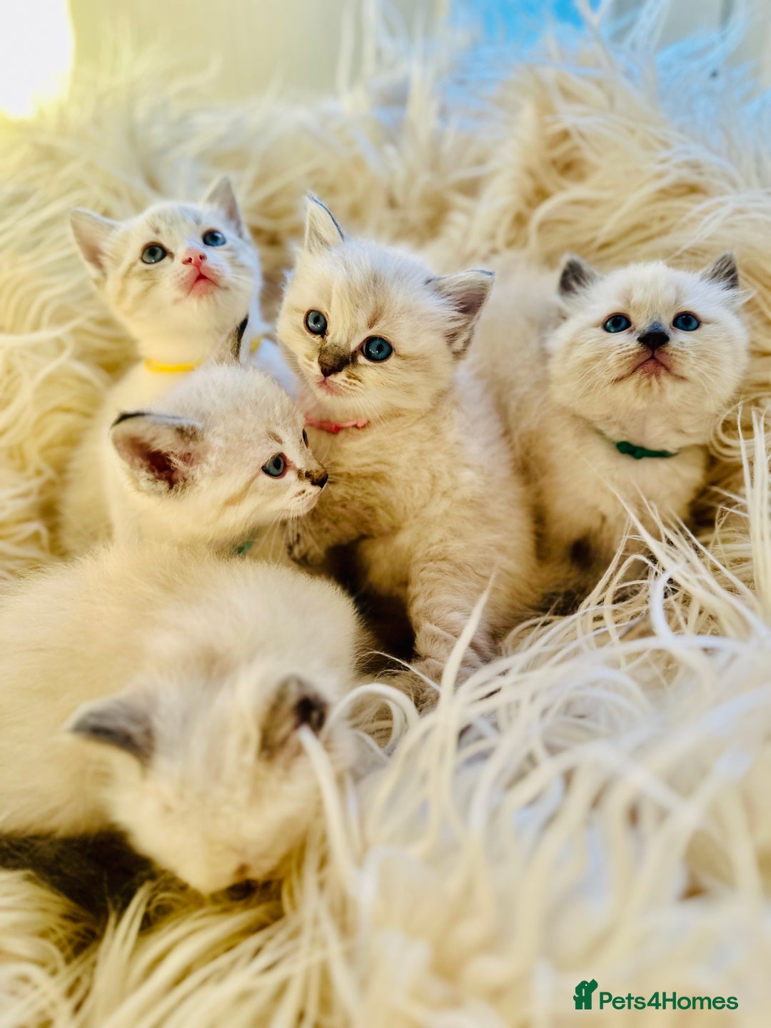 Ragdoll cats for sale: Ragdoll kittens for sale - Image 12