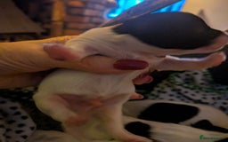 Biewer Terrier dogs for sale: Adorable Purebred Biewers  - Image 30