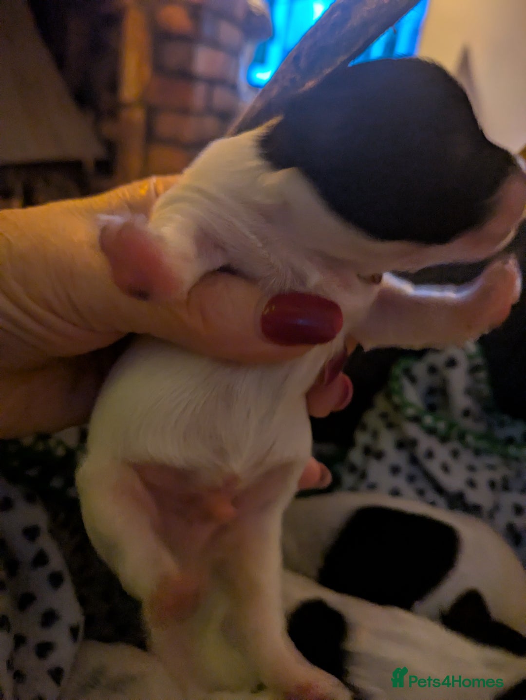 Biewer Terrier dogs for sale: Adorable Purebred Biewers  - Image 30