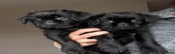 Griffon Bruxellois dogs for sale: 🐾 Griffon Bruxellois 🐾 READY TO LEAVE - Advert 7
