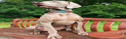 Weimaraner dogs for stud: 🌟Superb🌟Proven🌟Hip Scored🌟KC in Woodbridge - Advert 11