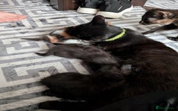 Mixed Breed cats for sale: 2 black kittens available  - Image 6