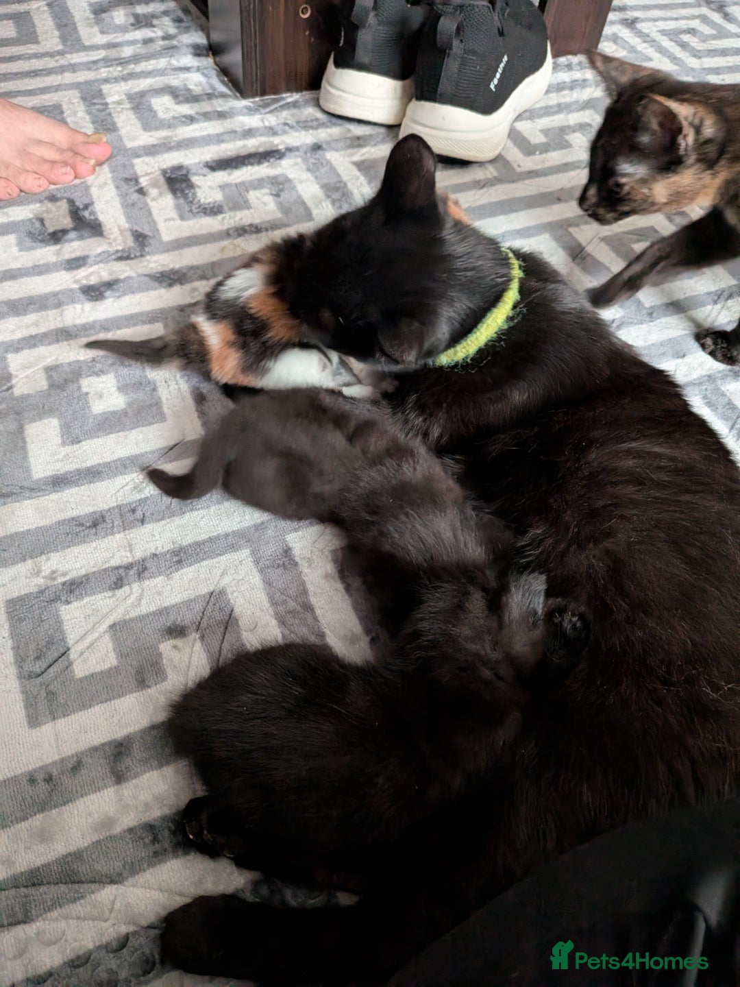 Mixed Breed cats for sale: 2 black kittens available  - Image 6