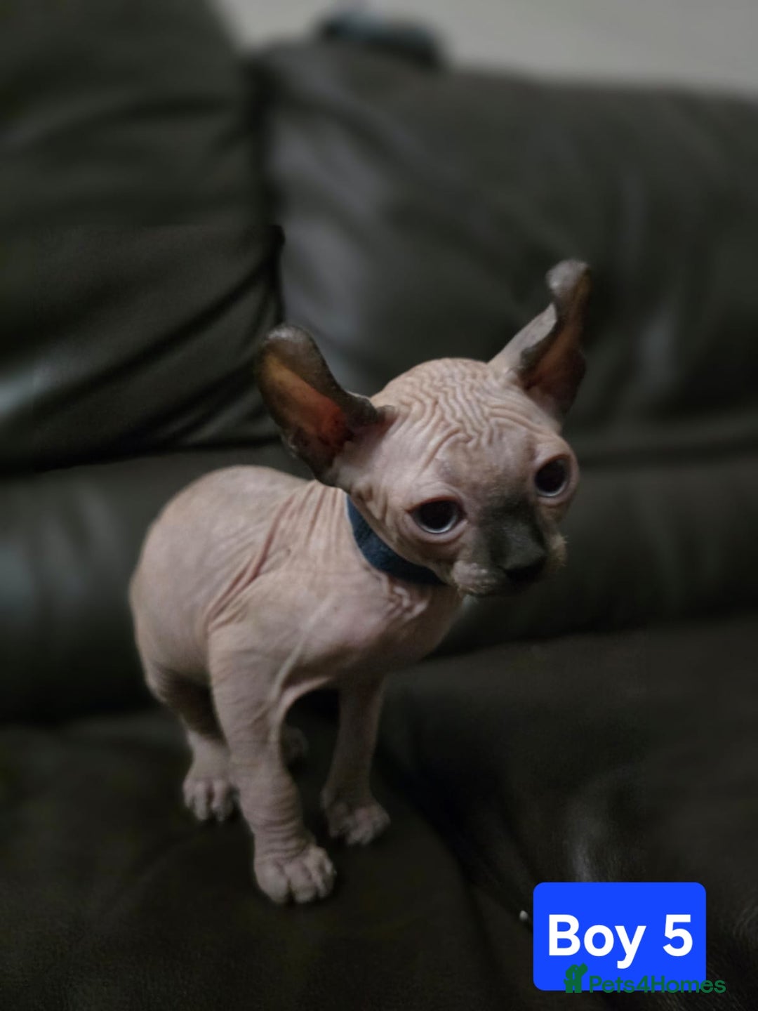 Sphynx cats for sale: 🌟 Sphynx Kittens – 5 Friendly Boys Ready Soon! 🌟 - Image 5